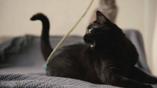 顽皮的黑猫视频素材模板下载