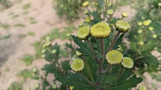 黄色菊花