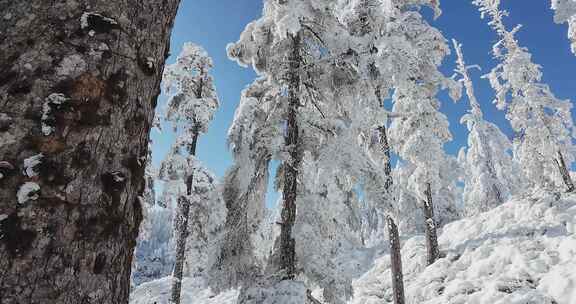 高清实拍冬天雪景雪山森林