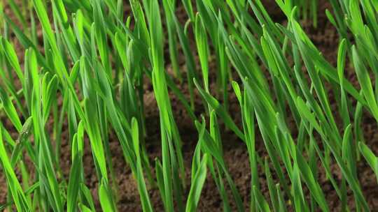 小麦生长延时 种子发芽 春天 万物复苏