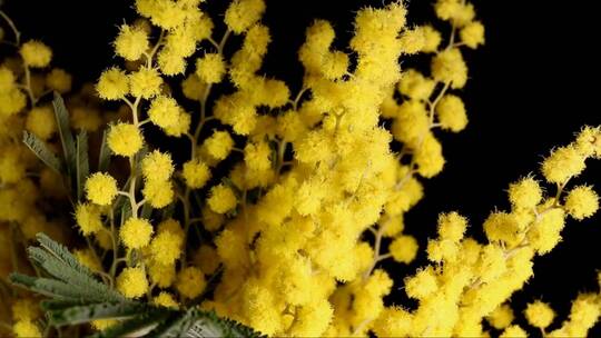 黑色背景上的黄色花朵