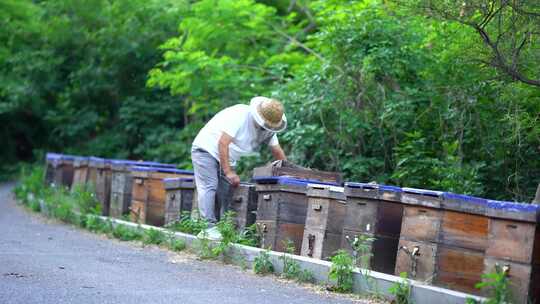 养蜂人蜂农采蜂蜜