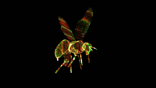 炫彩全息粒子蜜蜂视频素材模板下载