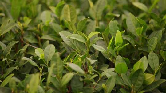 茶叶茶尖特写镜头