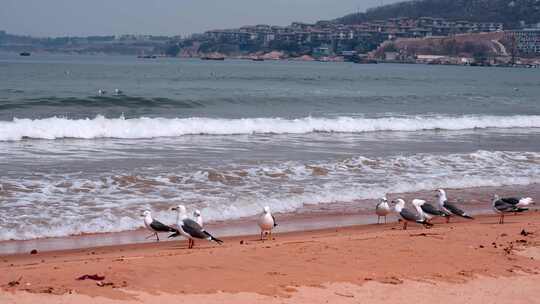 海滩沙滩上的海鸥