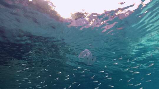 梳子果冻，海洋，水下，海洋生物