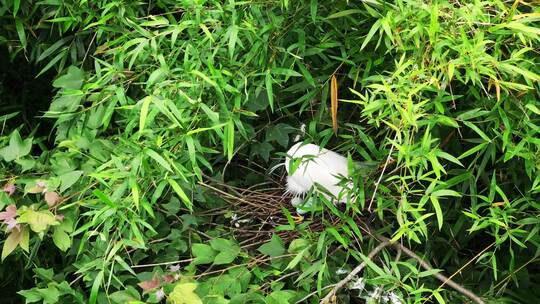 广西桂林会仙湿地白鹭谈恋爱孵化孵蛋