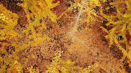 银杏树林，秋天黄色