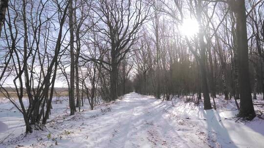走在阳光透过树林照射的积雪覆盖的雪地上