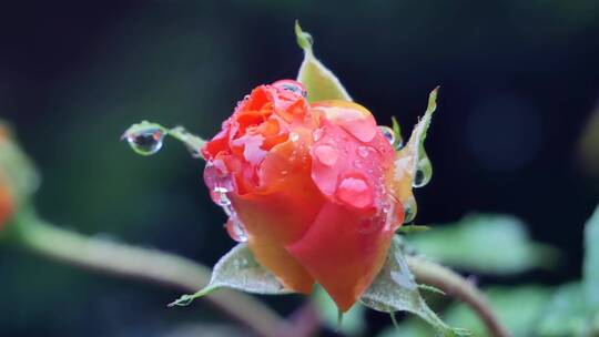 玫瑰花蕾上的水滴视频素材模板下载