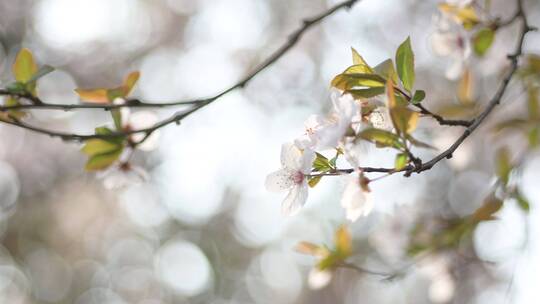 春天微距拍摄白色桃花
