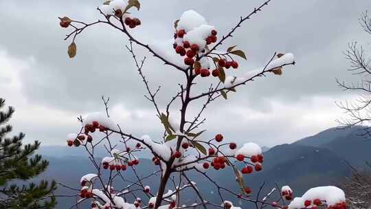 枝头覆雪红色果实风景