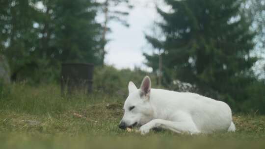 白色牧羊犬在草地上吃骨头时四处张望