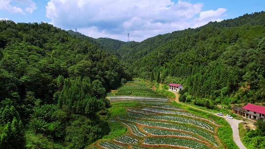 蔬菜种植基地航拍乡村扶贫振兴中国