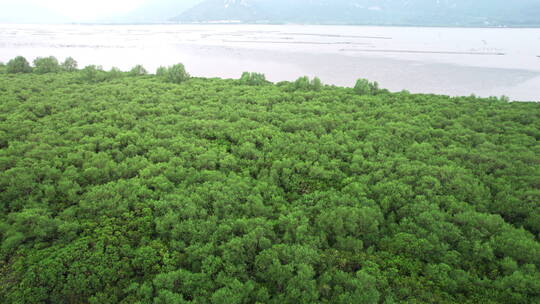 江门台山镇海湾红树林自然保护区航拍