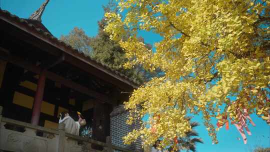 重庆天心寺银杏实拍