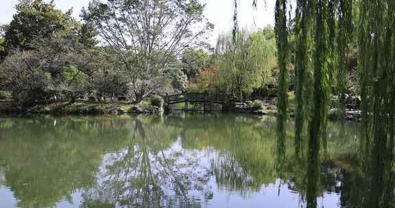 中国杭州西湖湖边柳条摇曳慢镜头