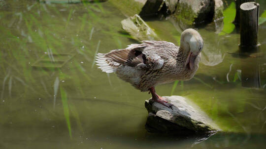 池塘清洗自己的鸭子