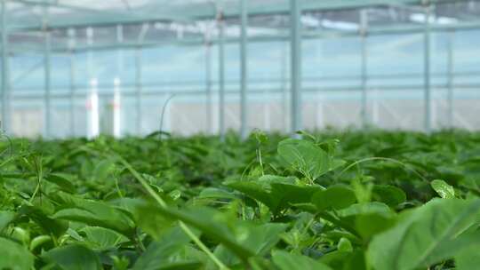 智慧农场现代化温室大棚