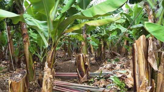 海南香蕉林 热带果树