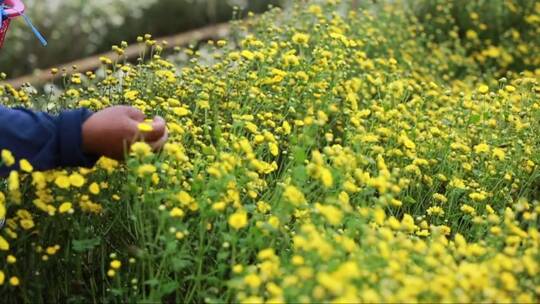 采摘黄色菊花的镜头