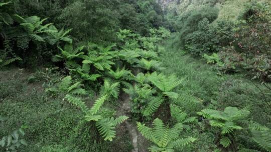 高清航拍四川乐山桫椤大峡谷森林自然风光