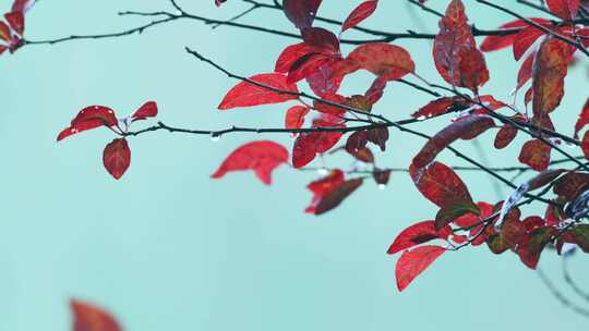 秋雨红叶树木枝叶风景