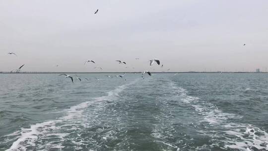 大海海鸥跟随