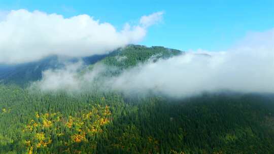 绿色迷雾森林山林植物林地