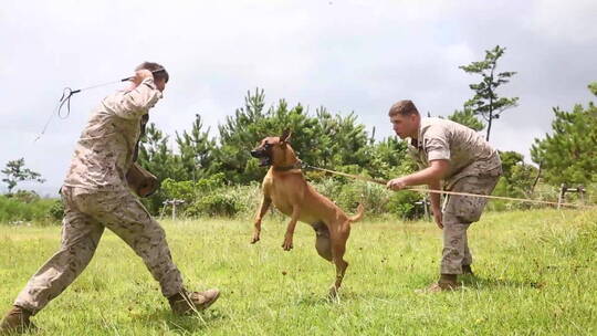 军人训练攻击犬