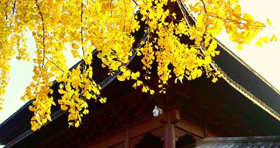 秋天阳光透过树叶金黄色的银杏叶