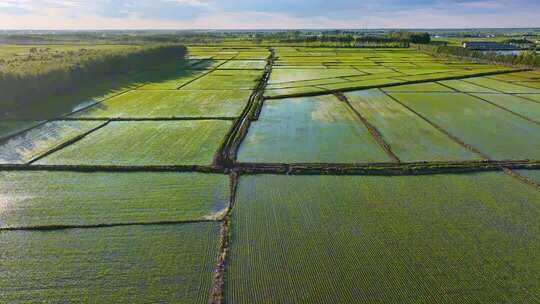 东北稻田地航拍/水稻