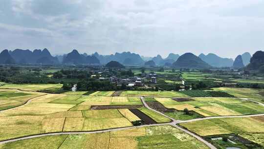 秋天阳光下桂林山边河流两旁的金色稻田