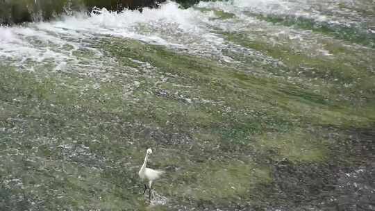 成都温江区温江公园边小溪夏天的白鹭