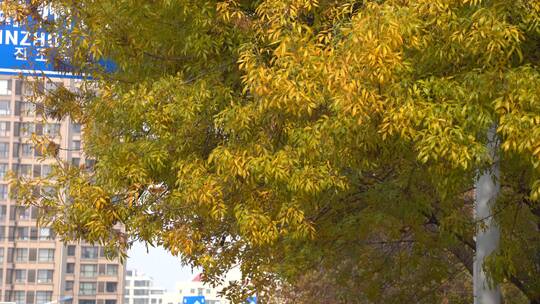 深秋时节的金黄树叶