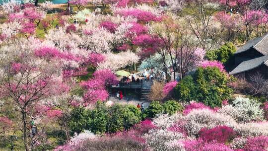 西溪湿地梅花航拍合集 浪漫花海