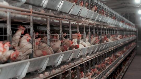 农场产地基地产业饲养养殖鸡舍养鸡场视频素材模板下载