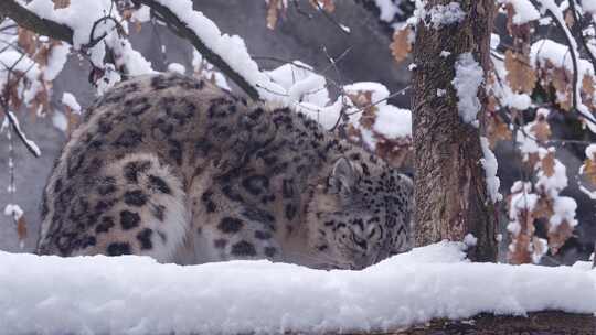 雪豹在雪地上吃食物