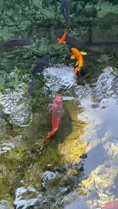 济南5A级景区趵突泉，泉水中的鱼
