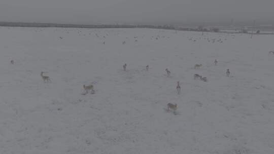 冬天雪地里来了野生黄羊