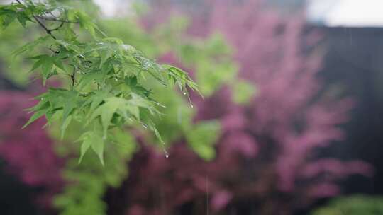 雨中的枫叶视频素材模板下载