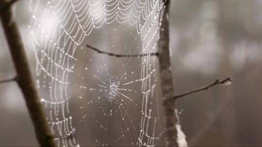 露水覆盖的蜘蛛网在微风中摇摆 (2)