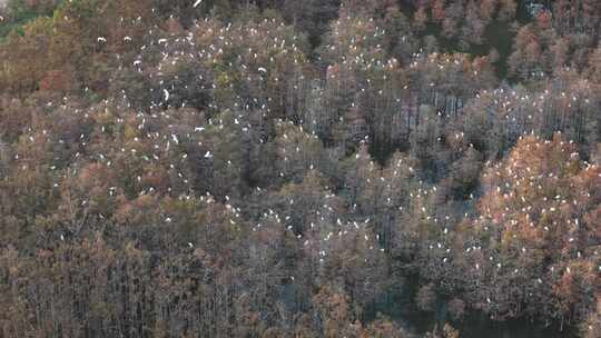 佛山市顺德伦教大涌水杉湿地候鸟白鹭群