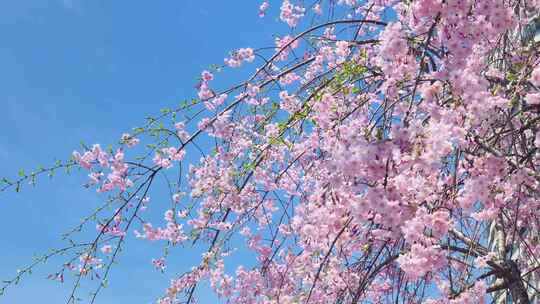 春天阳光下的樱花花朵花瓣