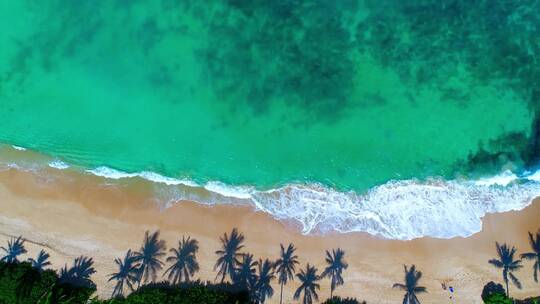 鸟瞰沙滩海浪椰子树