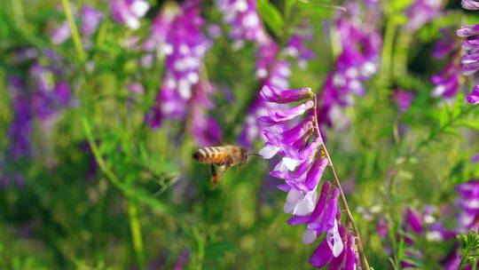 初夏草地上野花和蜜蜂