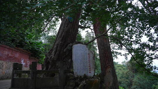 昆明西山风景区建文帝亲手所植的银杏树