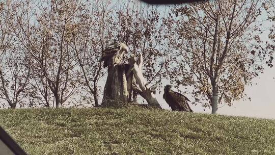 【镜头合集】野生动物园站在树桩上的秃鹫