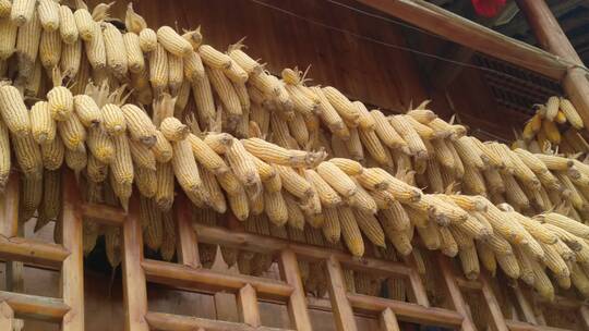 湖北恩施州土家吊脚楼上的丰收玉米