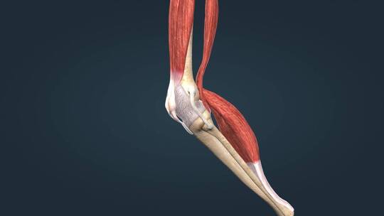 3D人体膝关节膝盖骨关节囊视频素材模板下载